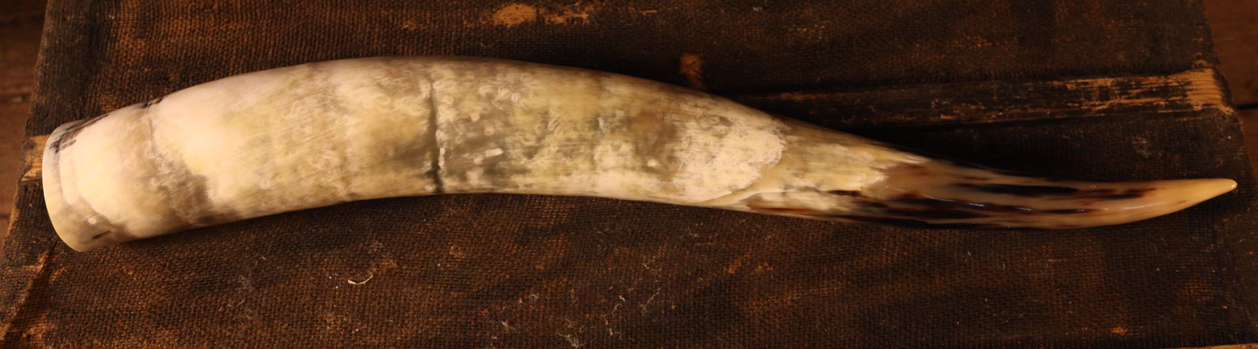 Trinkhorn 1500-1800ml mit Halter